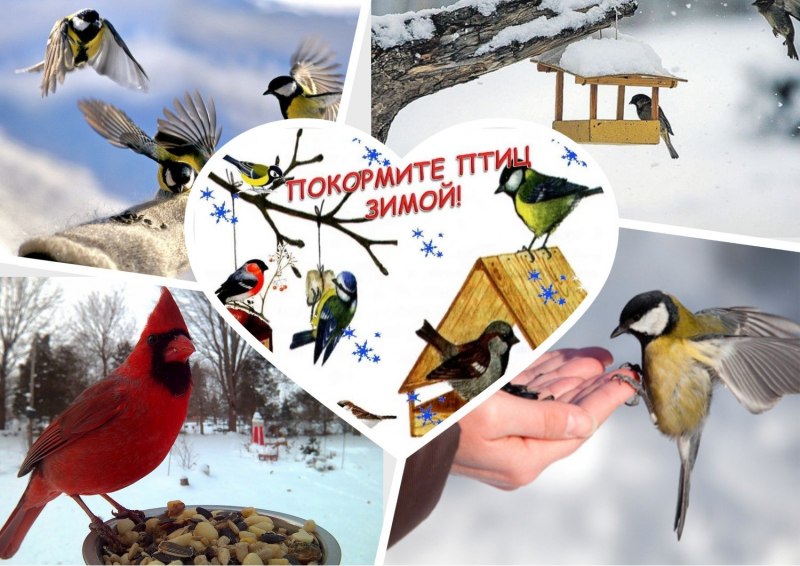 Акция кормушка для птиц