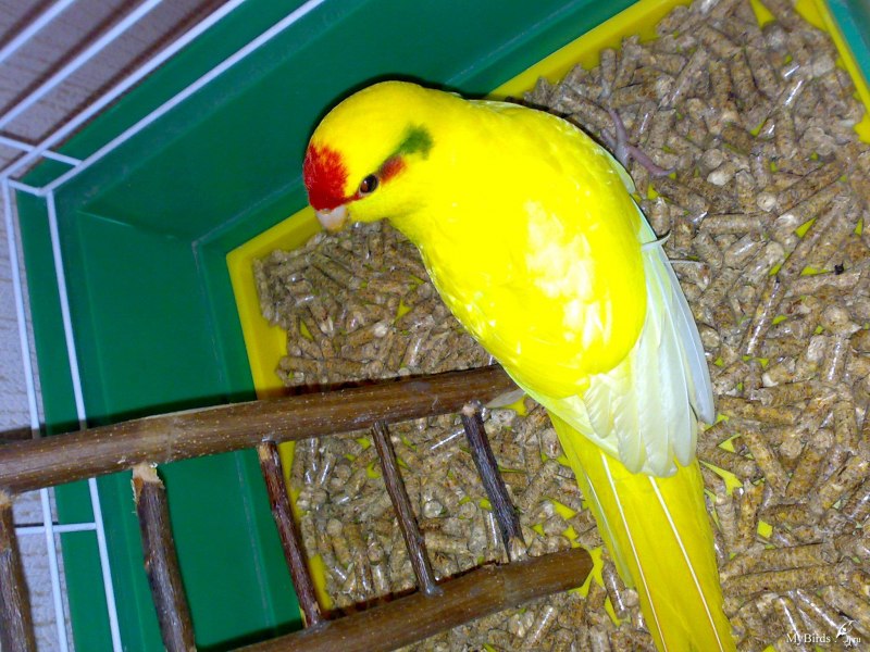 Новозеландский какарик