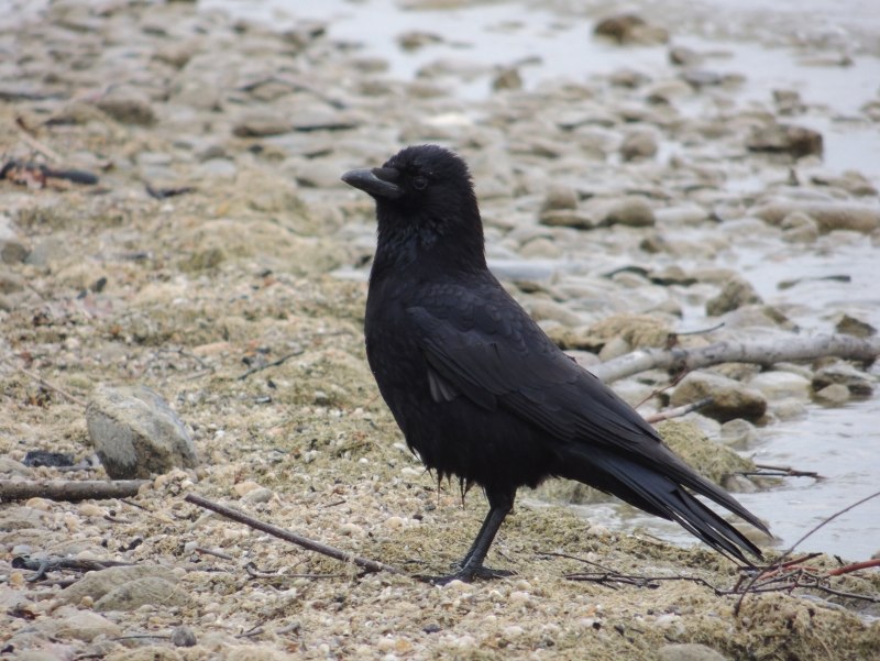 Дрозд чёрный (turdus Merula)
