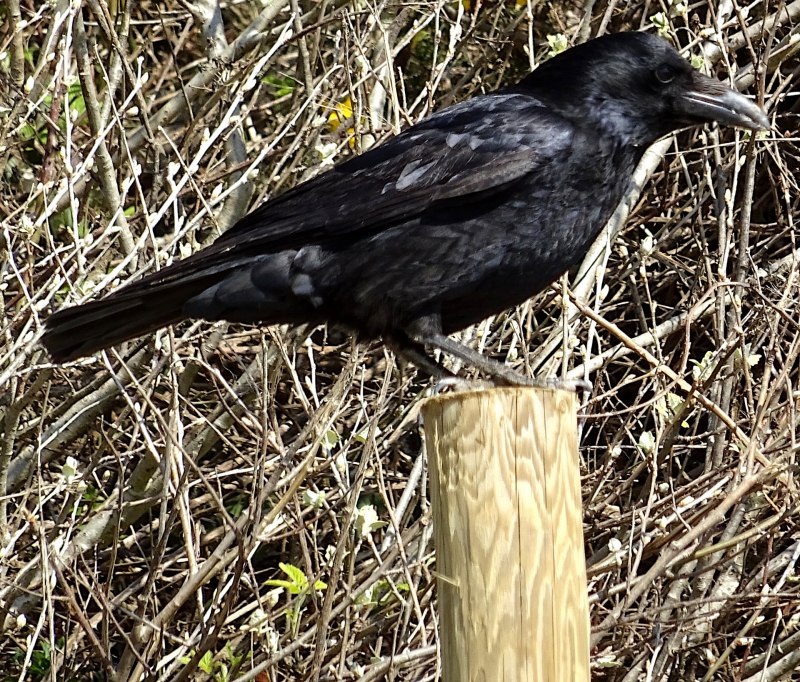 Черная ворона (Corvus Corone)