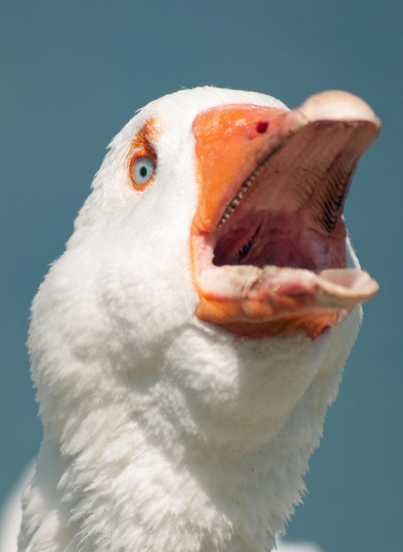Зубы гуся