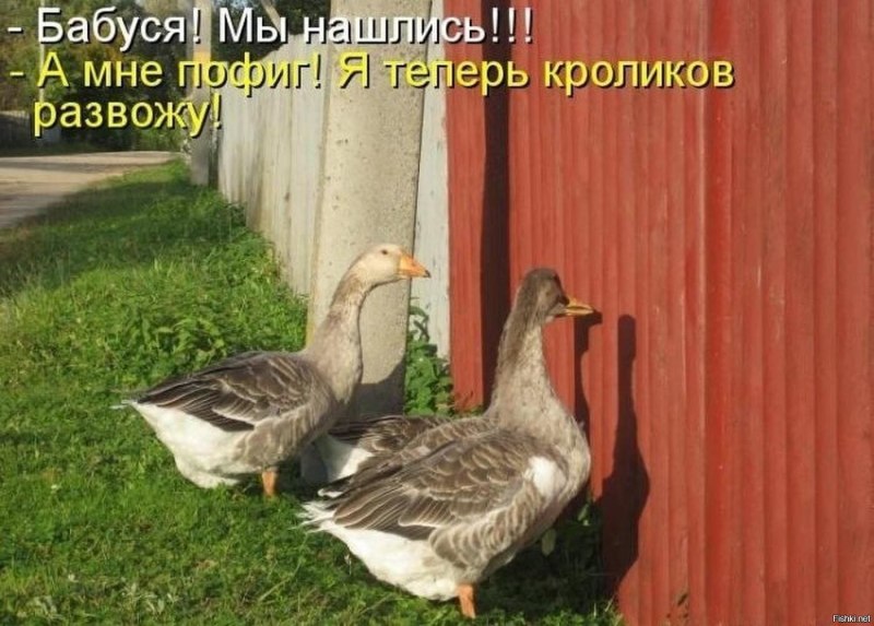 Смешные надписи с гусями