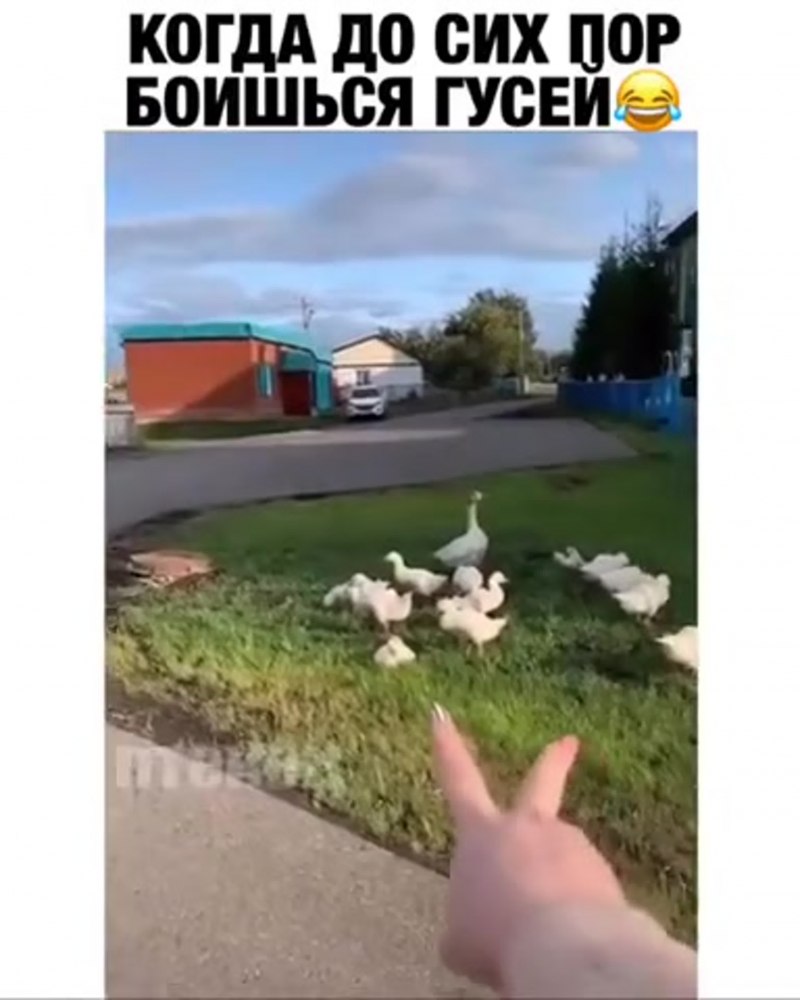 Гусь боится
