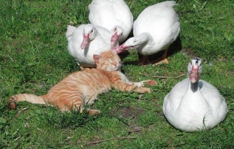 Приколы про кота и гуся
