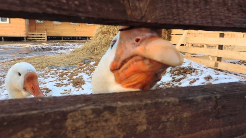 Жидкий Гусь