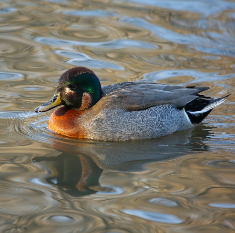 Anas platyrhynchos