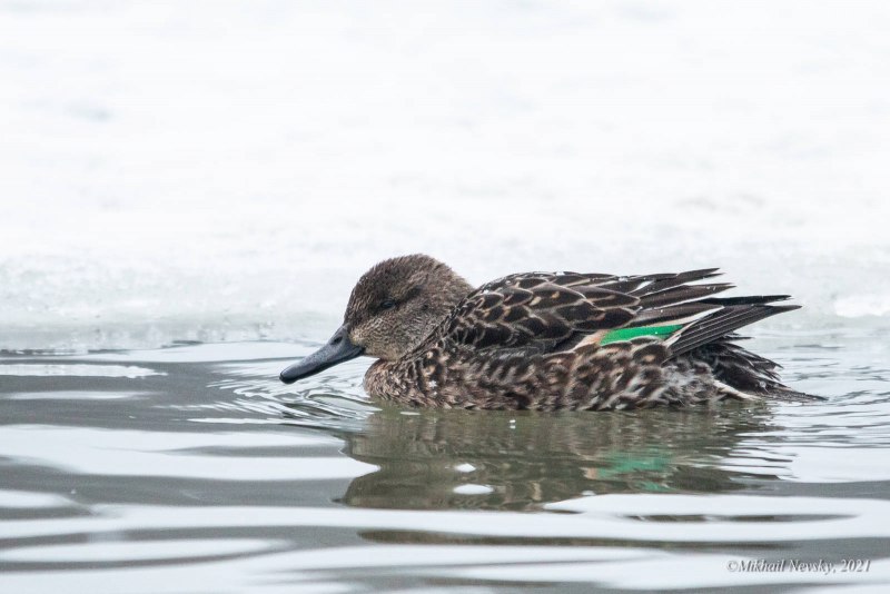 Eurasian Teal