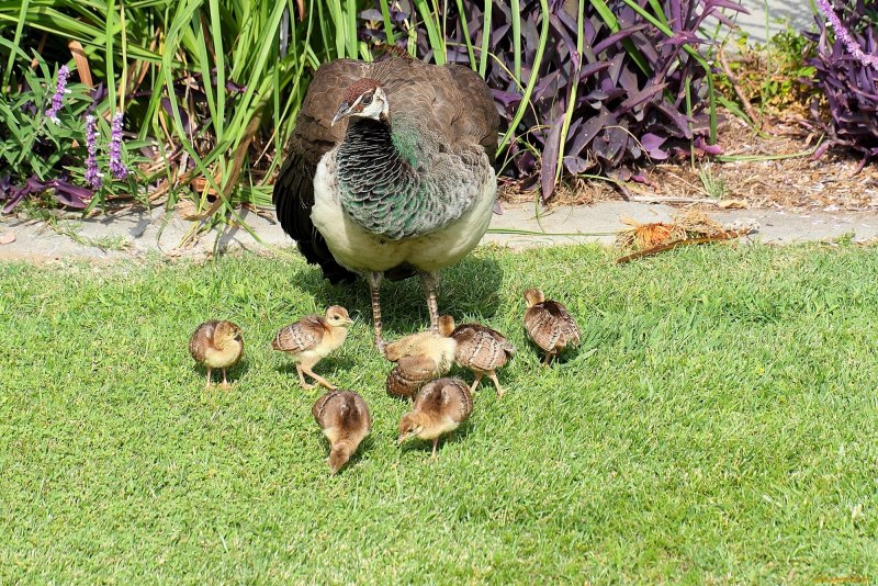 Galliformes птенцы