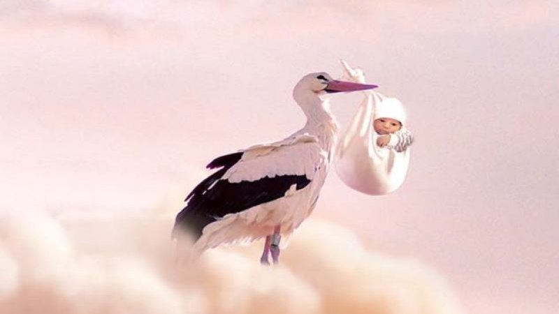 Дальневосточный белый Аист Ciconia boyciana