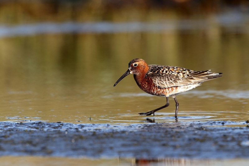 Кроншнеп средний – Numenius phaeopus