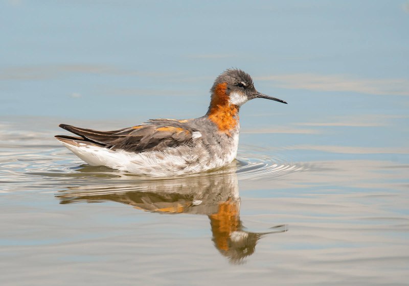 Phalaropus lobatus, круглоносый плавунчик
