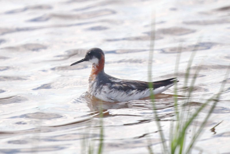 Phalaropus lobatus, круглоносый плавунчик