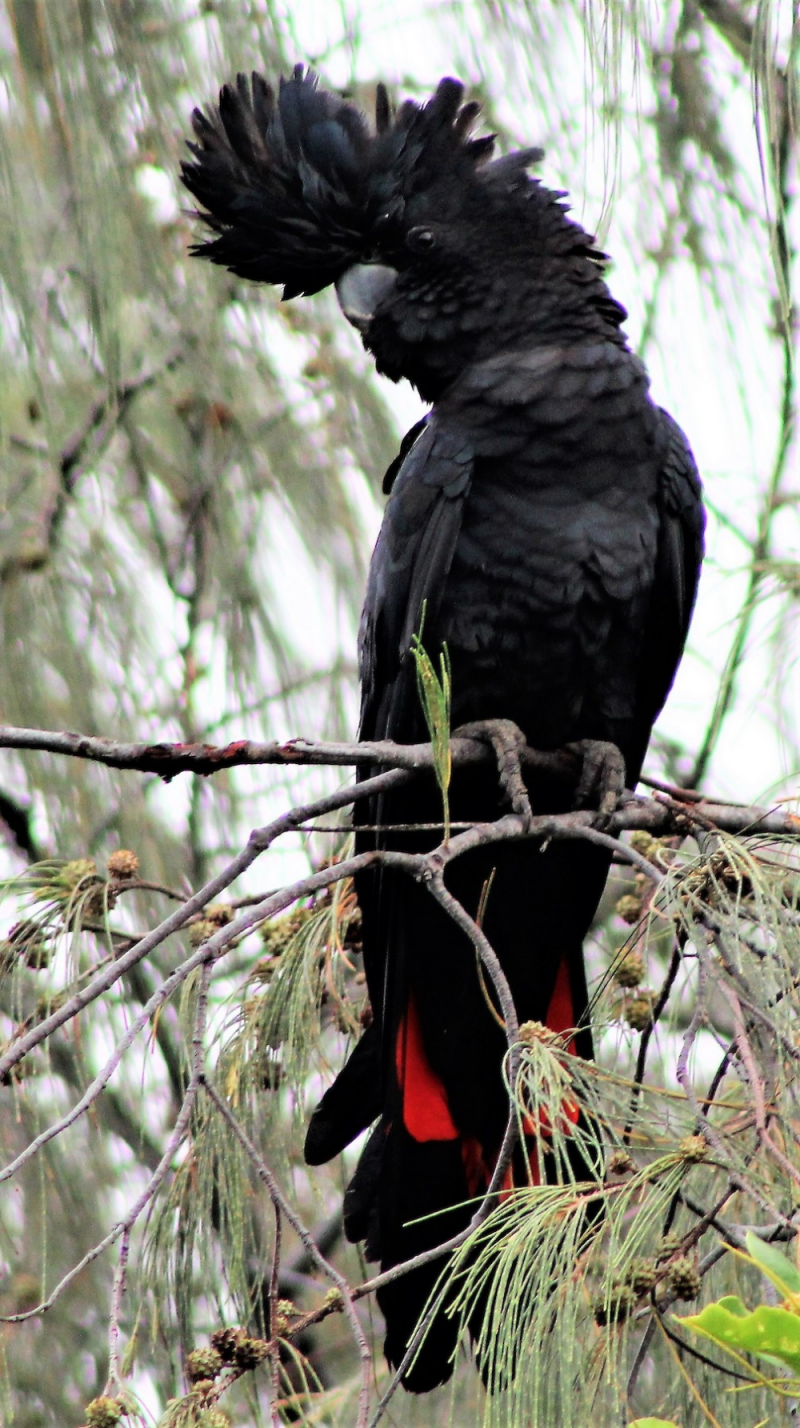 Red tailed Black Cockatoo