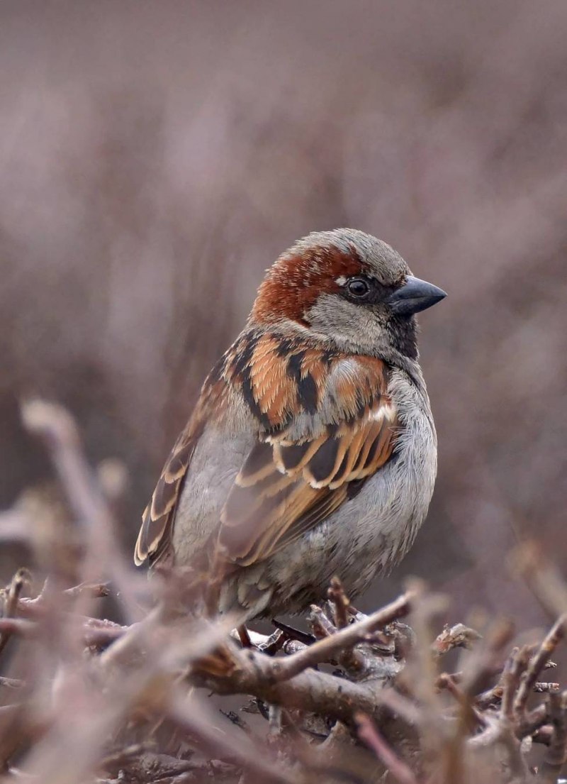 Домовый Воробей (passer domesticus)