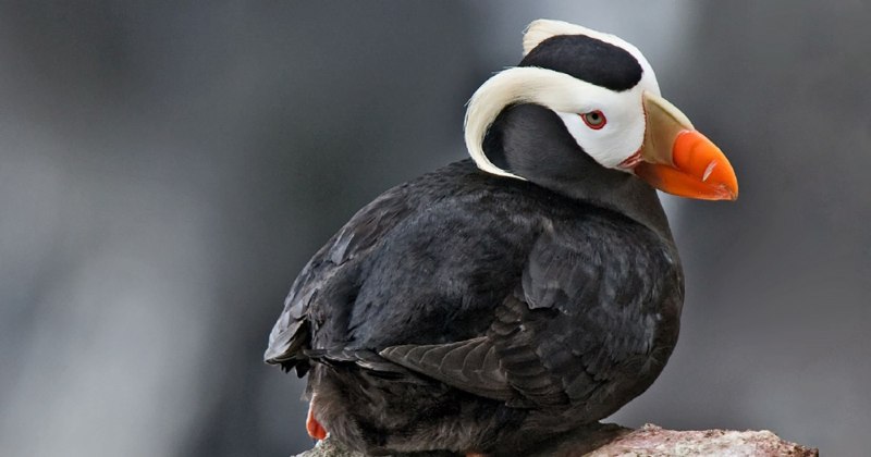 Кулик-сорока Haematopus ostralegus