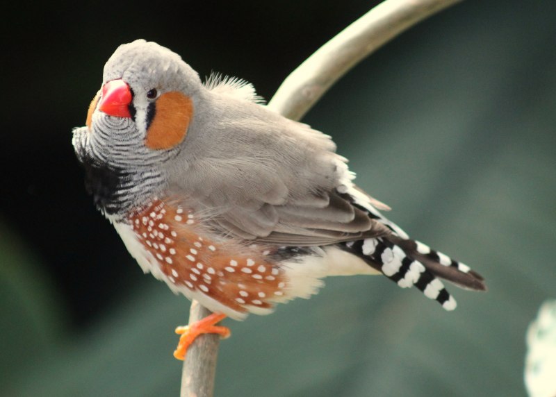 Амадин зебровый Finch