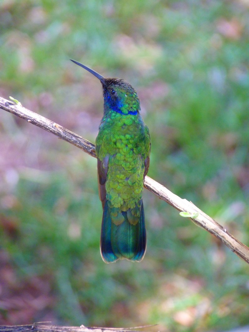 Chlorostilbon ricordii