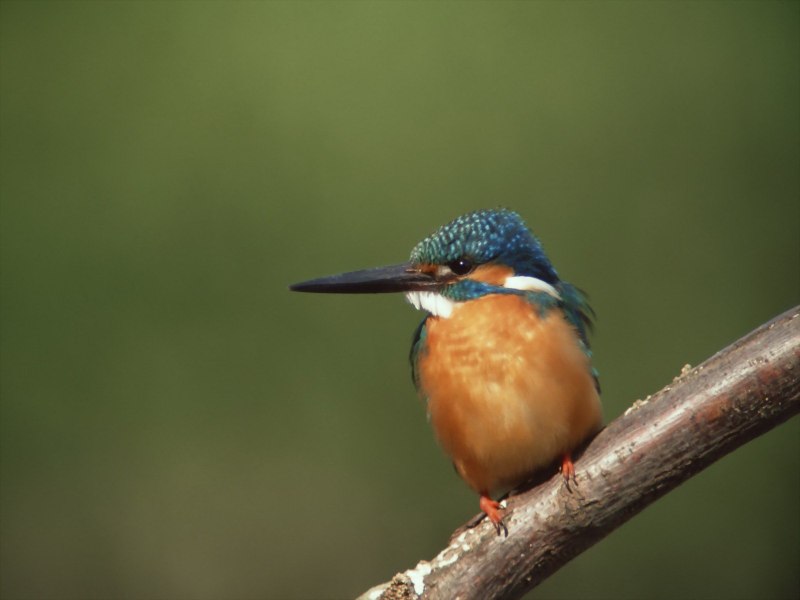 Picus viridis (зеленый дятел)