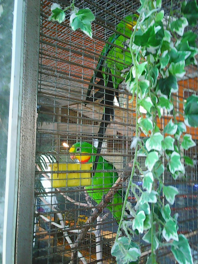 Superb Parrot