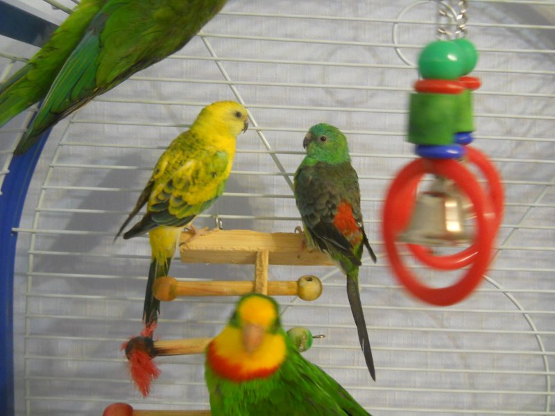 The cau Perico