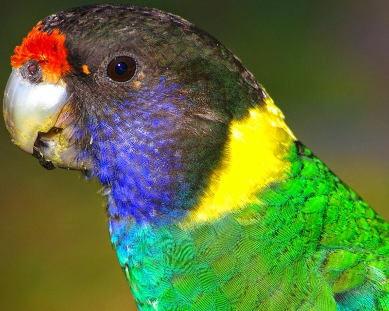 Free Parrots in Bundaberg