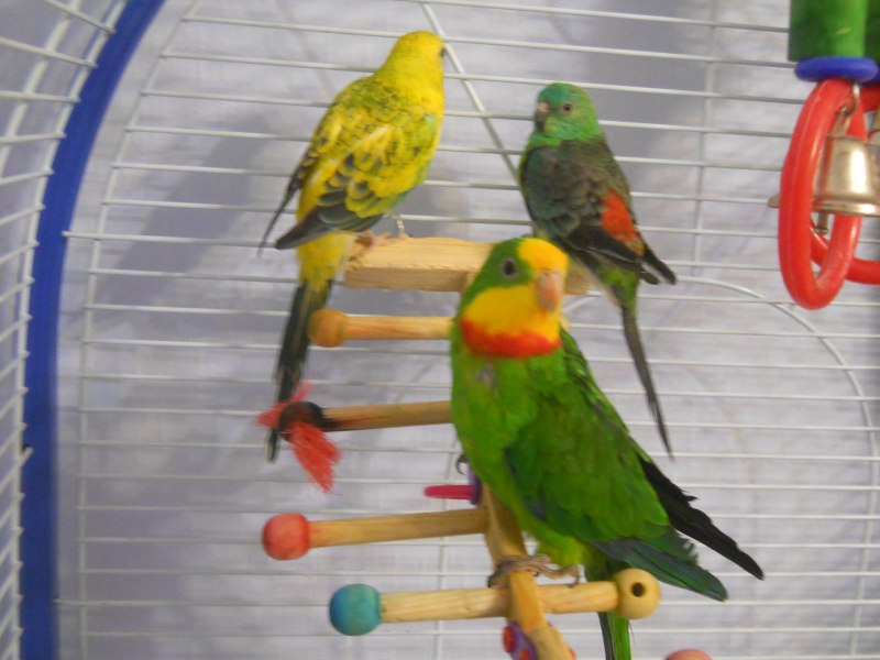 Perico real