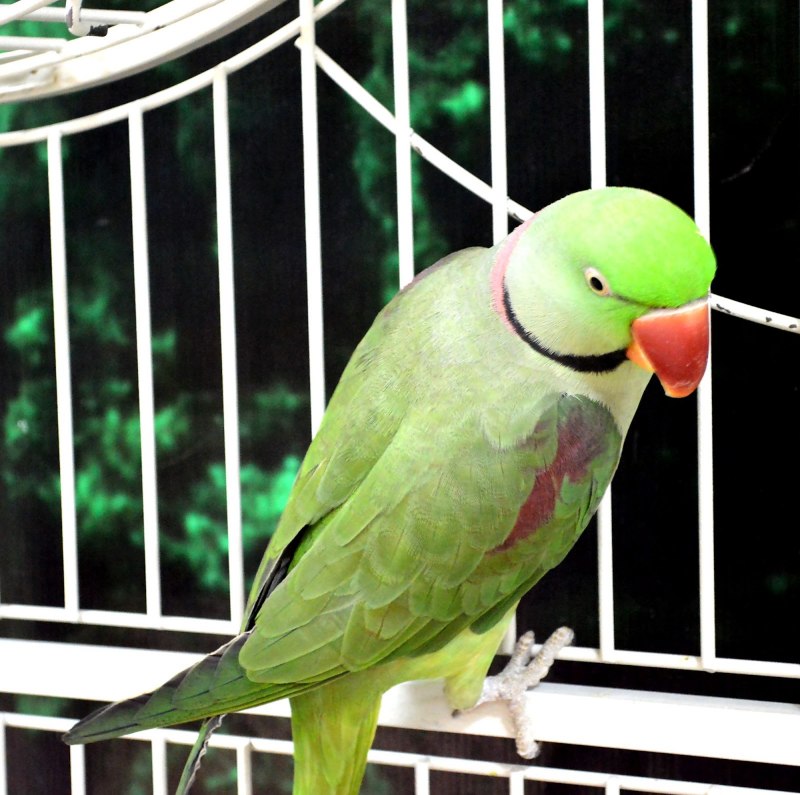 Polytelis swainsonii