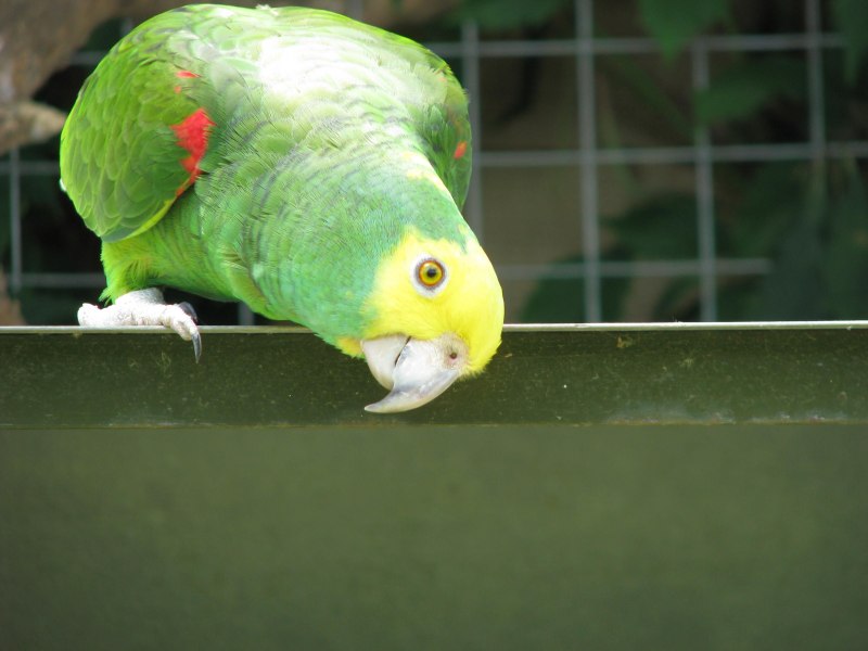 Polytelis alexandrae