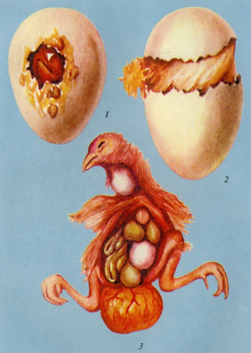 Яйца внутри курицы фото