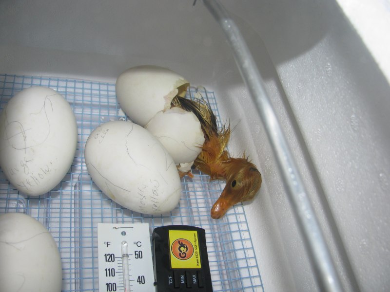 Male Eggs