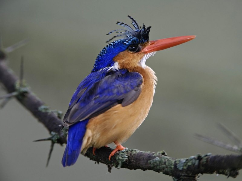 Todus mexicanus
