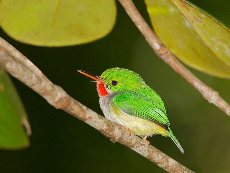 Todus mexicanus