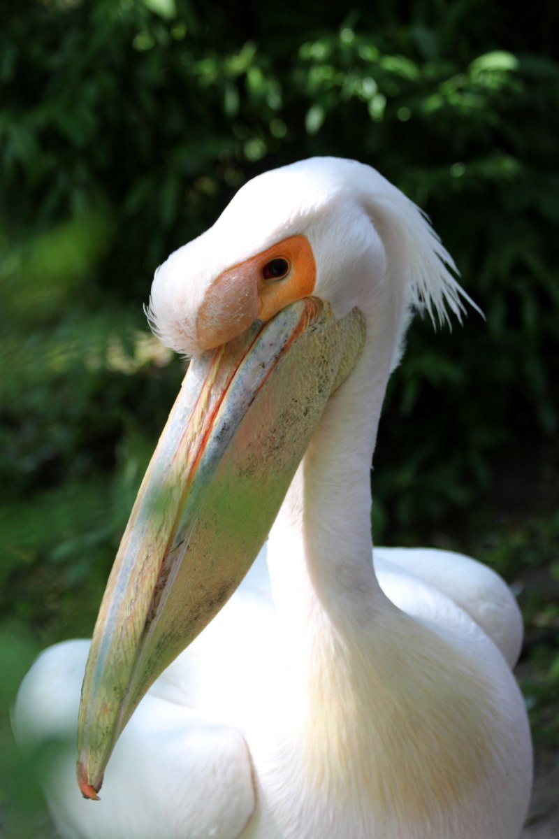 Pelecanus onocrotalus
