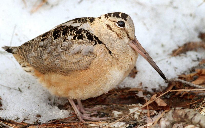 Кулик Бекас (Gallinago Gallinago)