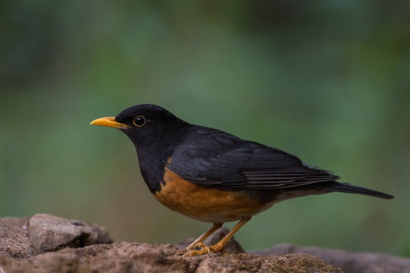 Blackbird птица