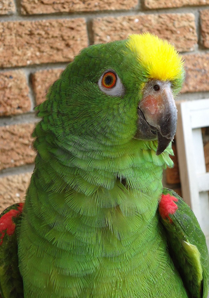 Hawk_headed Parrot