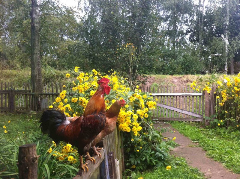Петух сельский