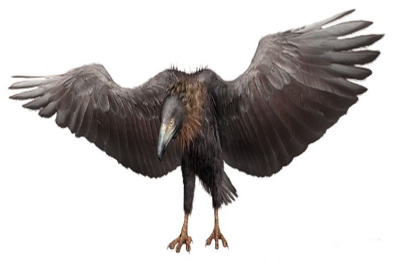 Argentavis magnificens