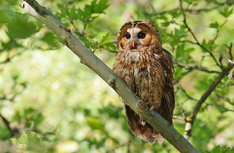 Серая неясыть (Strix aluco)