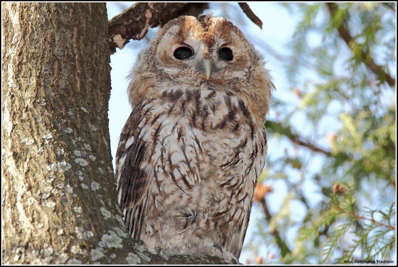 Серая неясыть (Strix aluco)