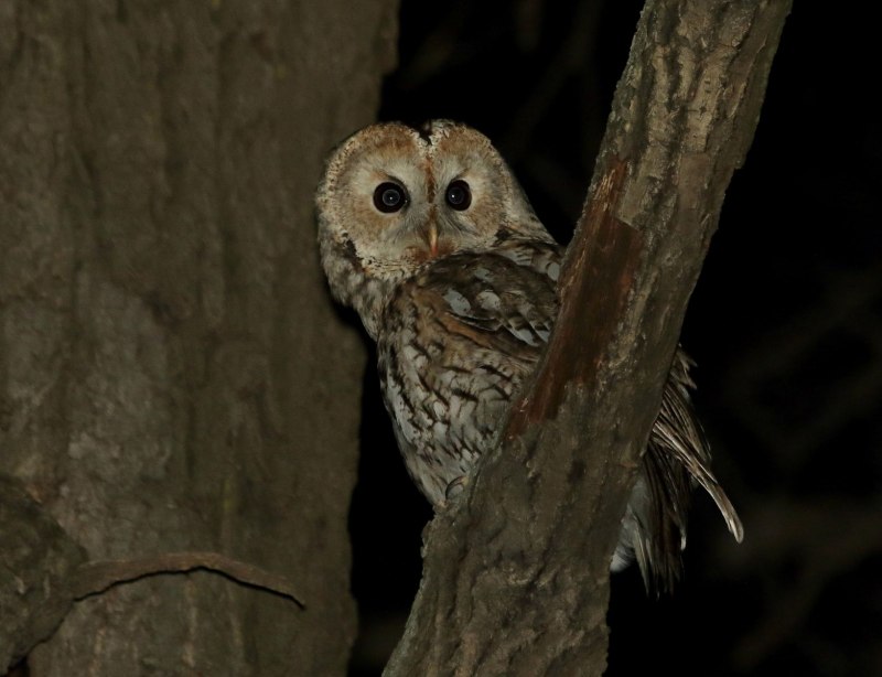Strix aluco