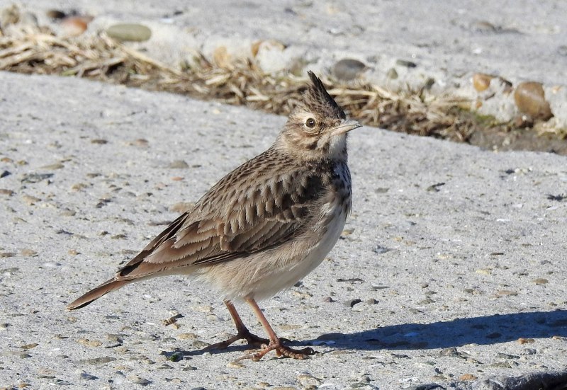 Crested Lark