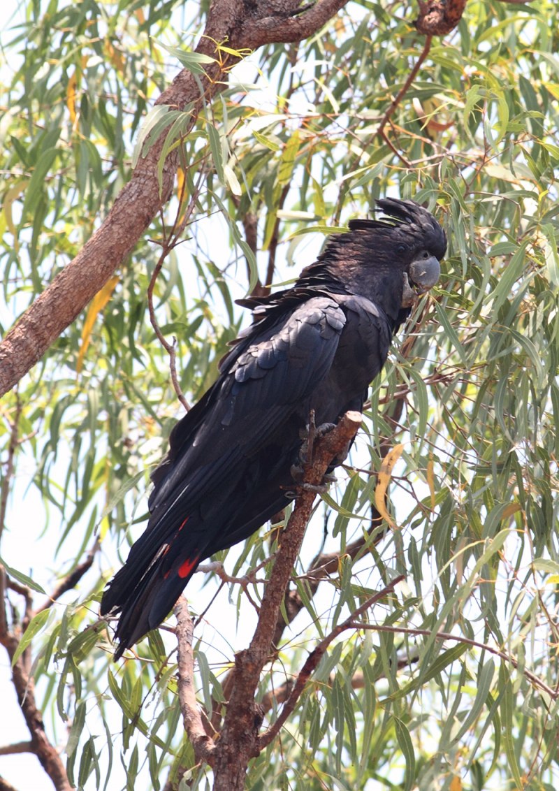 Calyptorhynchus latirostris