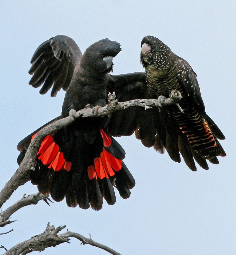 Red tailed Black Cockatoo