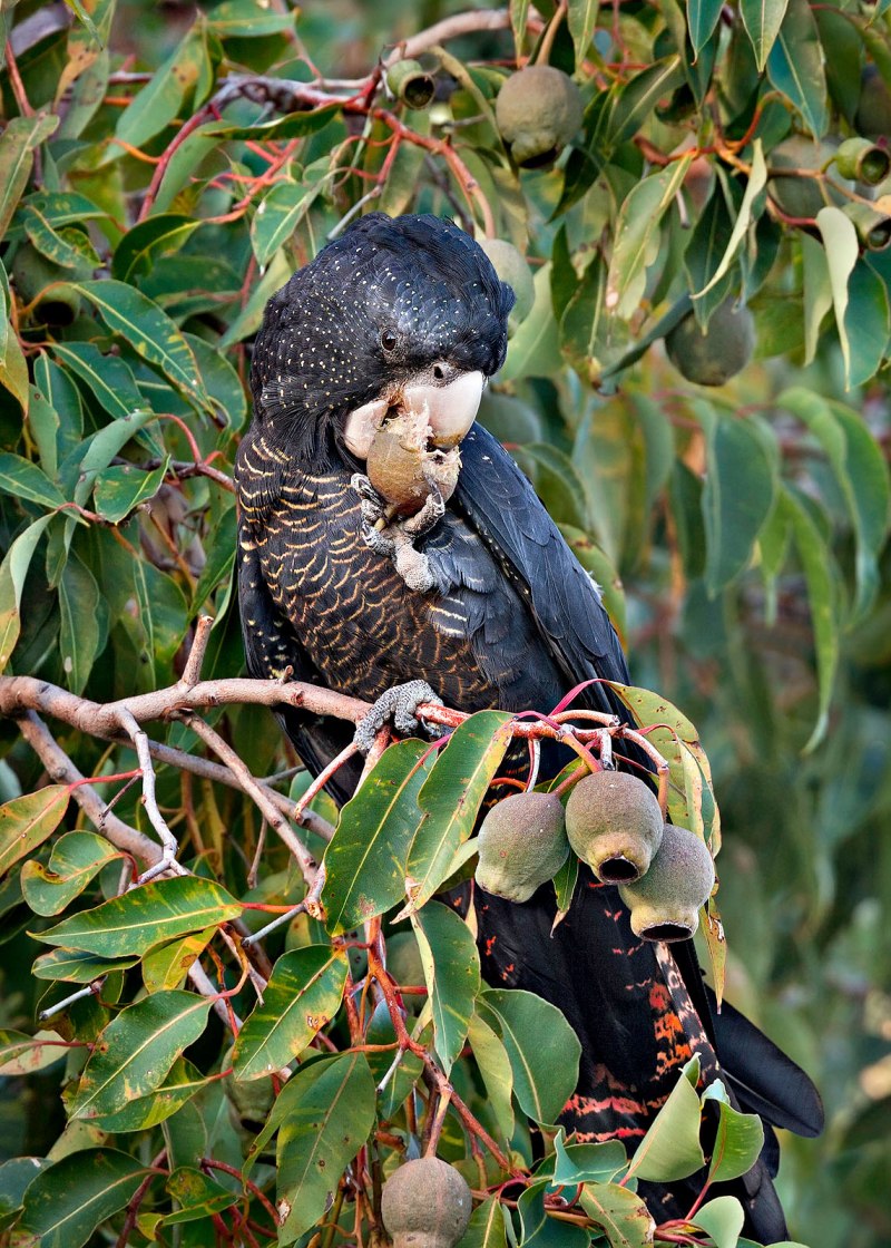 Calyptorhynchus funereus
