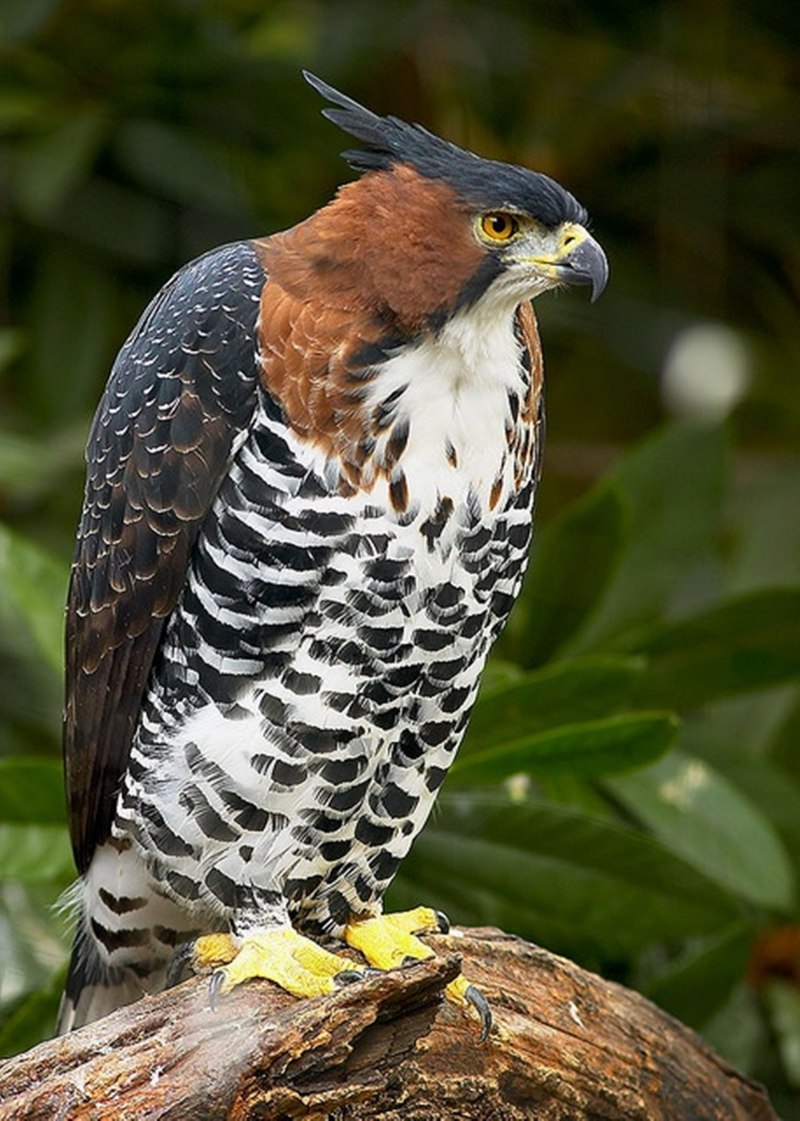 Polemaetus bellicosus