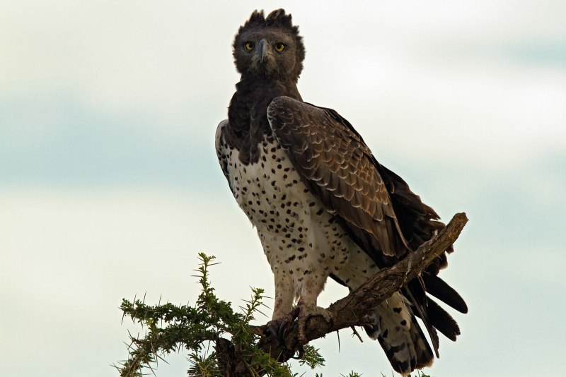 Венценосный орел (39 фото)