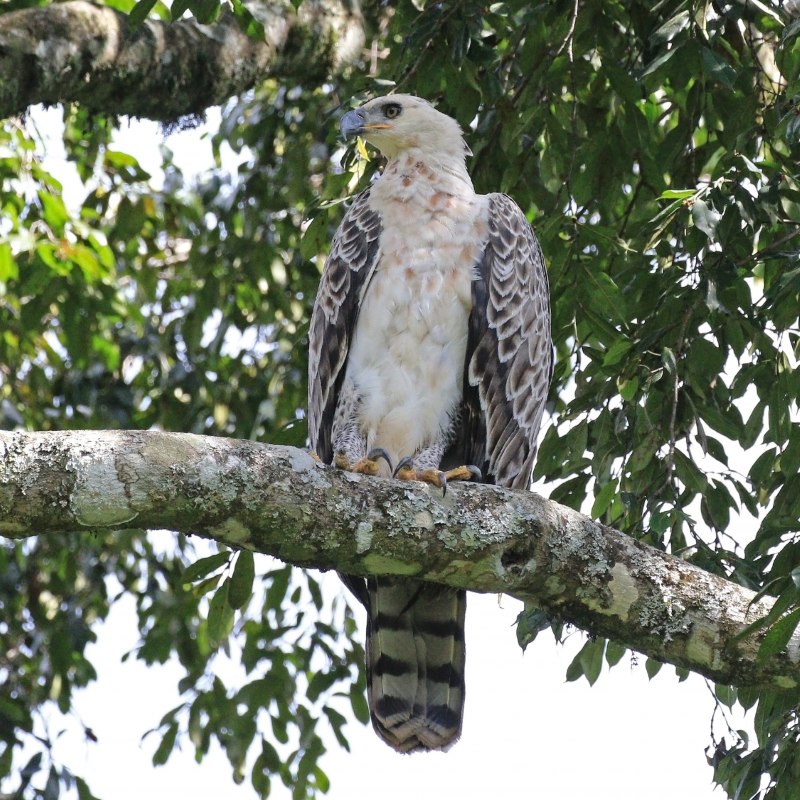 Stephanoaetus coronatus
