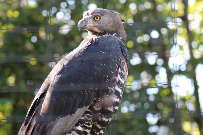 Stephanoaetus coronatus