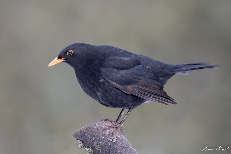 Дрозд чёрный (turdus Merula)
